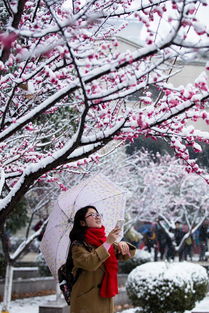 含梅字的詩(shī)句古詩(shī)