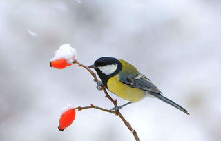 關(guān)于你鳥的詩(shī)句