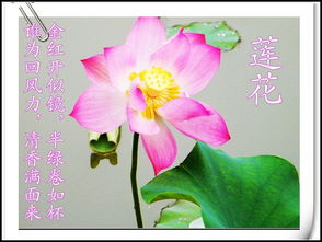 關(guān)于菏的詩句