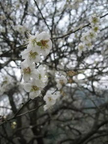 詩(shī)句,梅花,冬天