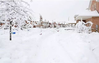 贊美雪菊的詩句古詩