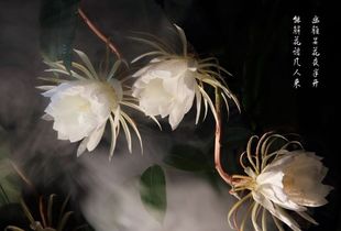 關于贊曇花的詩句