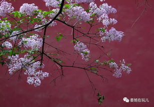 關(guān)于丁香的詩句古詩