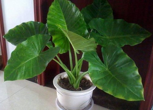 詩句,滴水,觀音,描寫