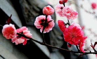 關(guān)于梅花的詩句樣子