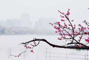 詩(shī)中之冬的古詩(shī)句