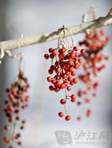 關于相思的詩句小學