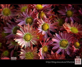 關(guān)于菊花香味很香的詩句