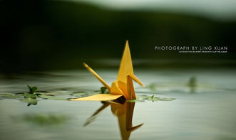 有關(guān)于千紙鶴的詩句