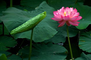 關(guān)于荷花落的詩句