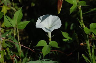 牽牛花,詩句,描述