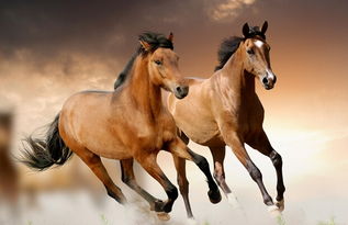 關(guān)于馬的詩句連續(xù)兩句