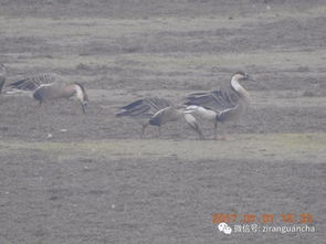 我國(guó)古詩(shī)詞中描寫鳥的詩(shī)句