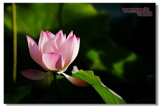 關(guān)于寶蓮燈和荷花塘的詩句