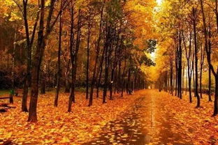 關(guān)于寫秋天夜晚的詩句