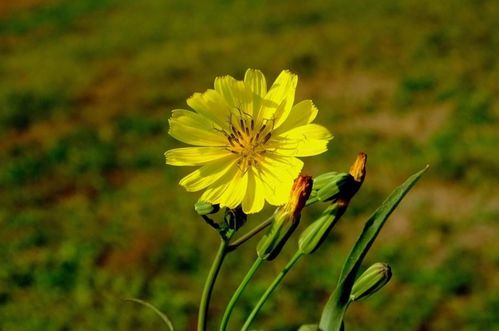 詩(shī)句,苦菜古