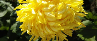 含有菊詩句古詩