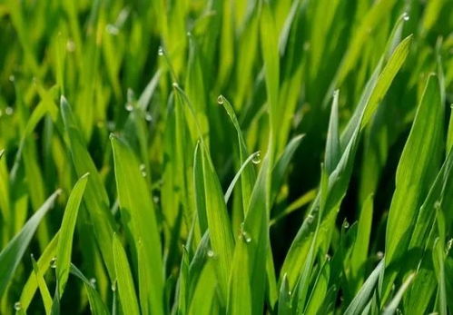 關(guān)于破土而出種子希望的詩句