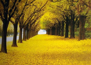 秋分的古詩的詩句