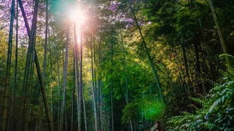 竹林,晚風(fēng),詩句