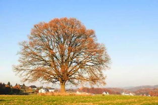 關(guān)于愛情和信念的詩句