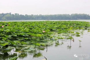 關(guān)于葉子水珠詩句