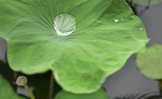 關于荷葉上水珠的詩句
