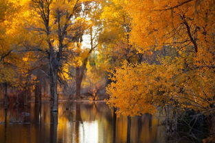 5首關(guān)于寫秋天的詩句