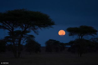 有審美情趣的古詩(shī)句