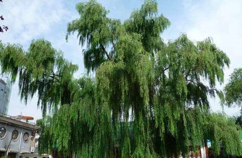 關于春天和柳樹的古詩句