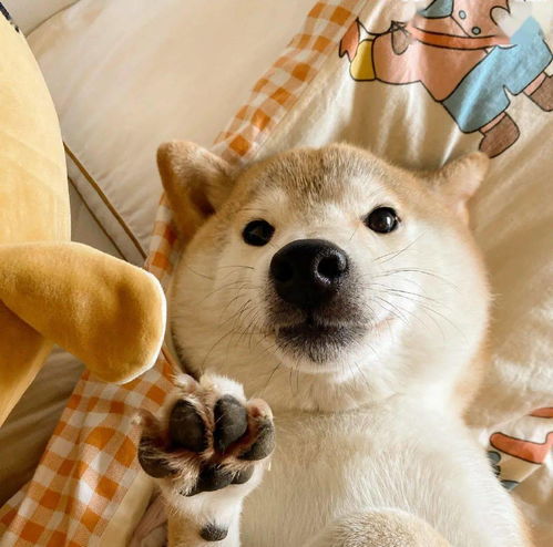 關(guān)于狗頭的詩(shī)句