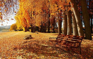 寫關(guān)于秋風(fēng)思鄉(xiāng)的古詩句