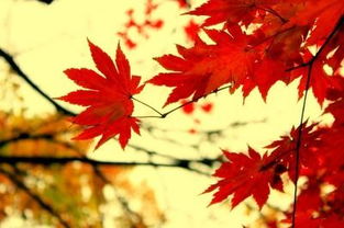 描寫楓葉的詩句古詩,贊美楓葉的詩句,楓葉有關(guān)的詩句古詩