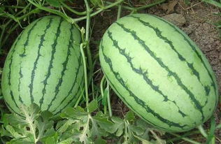 關(guān)于描寫西瓜藤的詩句