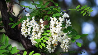 描寫槐樹花古詩句