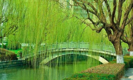 古詩中巧妙運(yùn)用比喻的詩句有