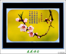 關(guān)于春花的古詩(shī)詩(shī)句