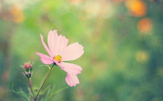 春天景色花的詩(shī)句古詩(shī)大全