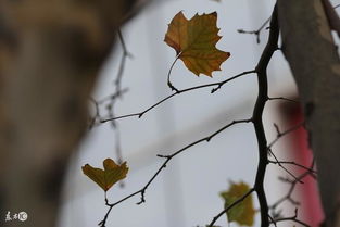 枯葉,詩句,長行歌里