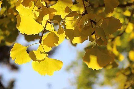 古詩詞,秋日,詩句