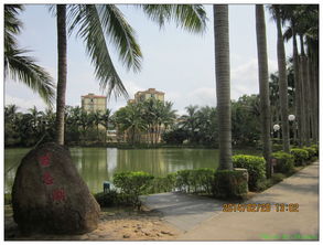 關(guān)于可可樹的詩句