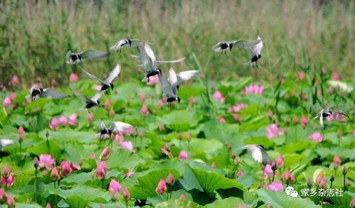 關(guān)于芊的美的詩句
