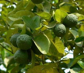 關(guān)于香櫞果的詩句