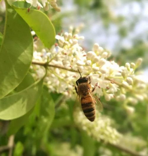 關(guān)于蜜蜂的詩句古詩大全300首,關(guān)于蜜蜂的詩句古詩詞,關(guān)于蜜蜂的古詩羅隱