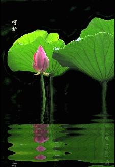 查找關(guān)于荷花的詩(shī)句