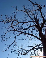 關(guān)于冬日樹的詩(shī)句