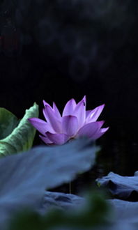 描寫冬天荷花的詩句古詩大全