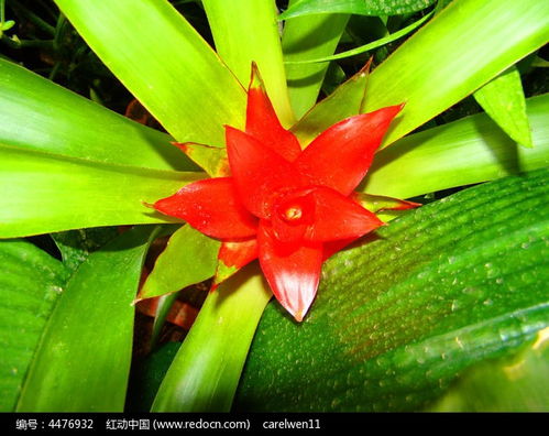 關(guān)于綠葉襯托紅花的詩(shī)句