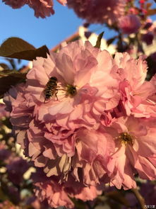 關于春季節(jié)的詩句是