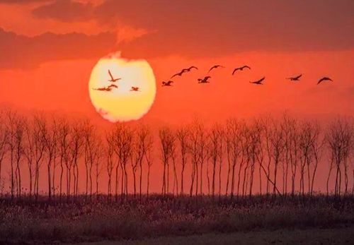 思鄉(xiāng),詩句,有哪些,有月字